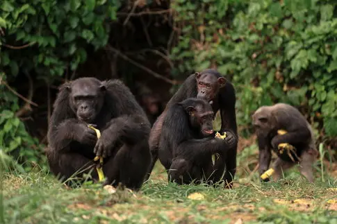 Chimpanzees Demonstrate Contagious Urination Tied to Social Behavior