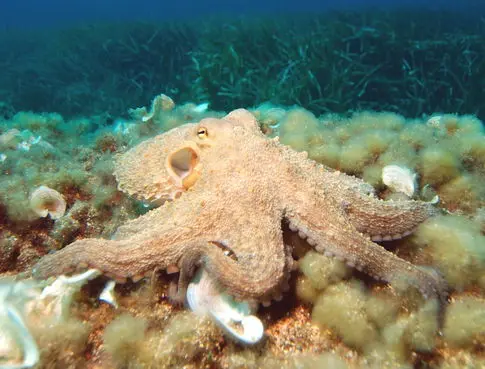 Octopus Arms Operate with Independent, Segmented Nervous Systems