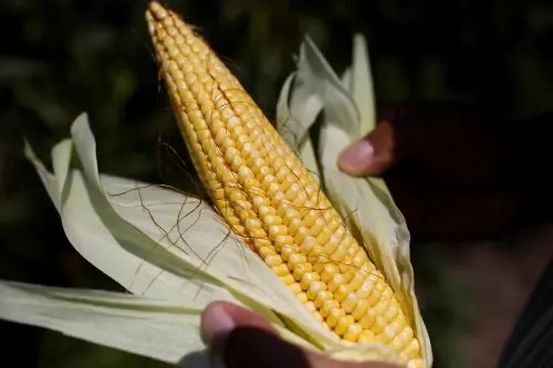 Funds End Long Buying Streak in Chicago Corn and Soybeans