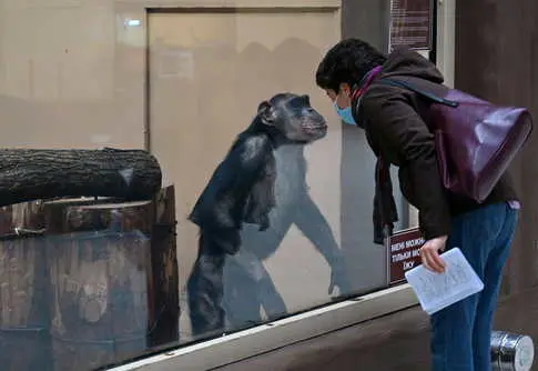 Bonobos Show Skill in Recognizing and Addressing Human Ignorance