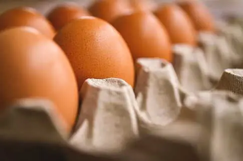 $40,000 Worth of Organic Eggs Stolen in Pennsylvania: 100,000 Missing