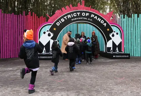 Giant Pandas Return to DC Zoo After Yearlong Absence in a New Diplomatic Era