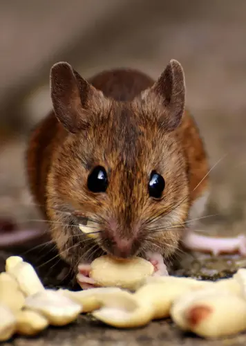 Scientists Warn of Increased Rat Infestation in Cities due to Rising Temperatures