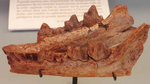 Discovery of 30-Million-Year-Old Apex Predator Skull in Egypt