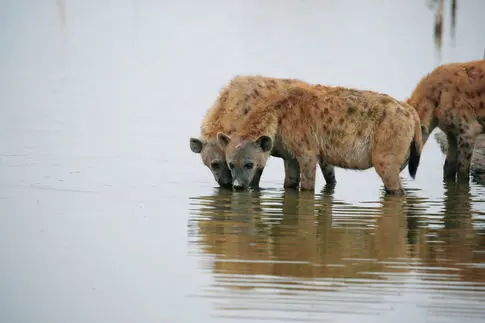 First Sighting of Spotted Hyena in Egypt in 5,000 Years
