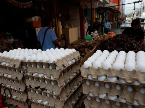 New York Temporarily Closes Live Poultry Markets Due to Bird Flu Outbreak