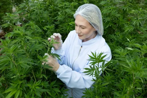 Brazilian Agricultural Agency to Conduct Long-Term Research on Cannabis Cultivation