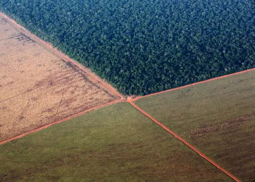 Brazilian Soy Lobby Urges Growers to Oppose EU Anti-Deforestation Rule in Contracts