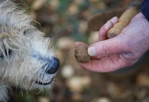 Discovery of Two New Truffle Species in North America
