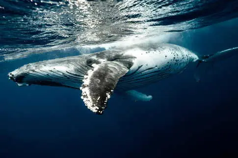 Kayaker briefly swallowed by a humpback whale near the Chilean coast