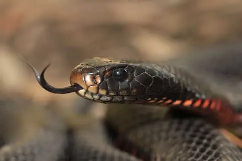 Record 102 Venomous Red-Bellied Black Snakes Found in Sydney Backyard