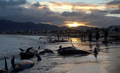 False Killer Whales in Tasmania: Mass Stranding Ends in Euthanasia