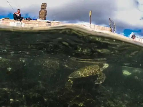 Scientists Unravel the Mystery of Sea Turtles' 'Lost Years'