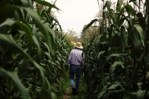 Mexico Officially Bans Planting of GM Corn After Trade Dispute