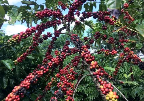 Declining Coffee Stockpiles in Brazil Amid Record-High Prices