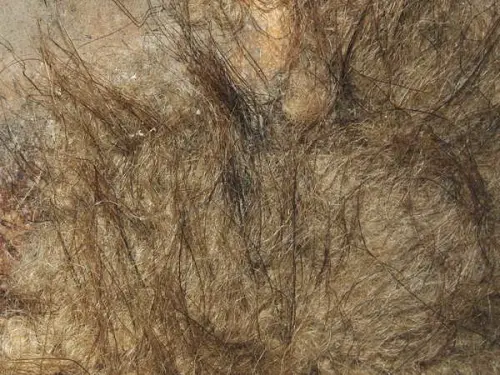 Scientists Genetically Engineer Mice to Resemble Extinct Woolly Mammoth with Thick Hair