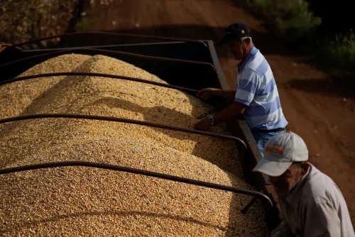 Deciphering the Debate: Exploring Brazil’s Dwindling Corn Reserves