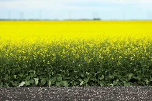 China Faces Rapeseed Meal Shortage Following Imposition of 100% Duty on Leading Supplier Canada
