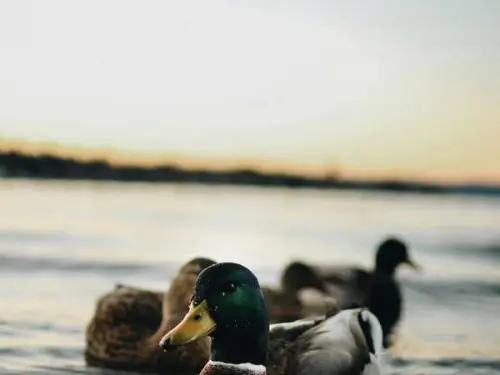 Decline of Ducks in the US: From Conservation Success to Alarming Trends