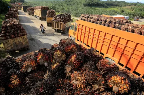 February Sees Indonesia's Palm Oil Exports Surge to 4-Month Peak Due to Tax Reduction