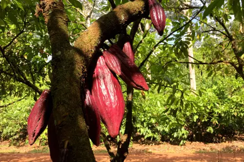 Brazilian Fund Secures $176 Million to Finance Small Cocoa Producers