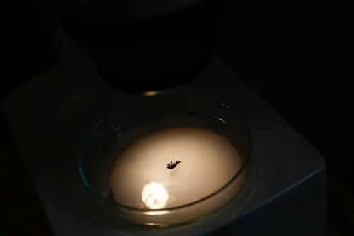 Threatened by Shrinking Glaciers: Chile's Resilient Patagonian Ice Dragon Insect