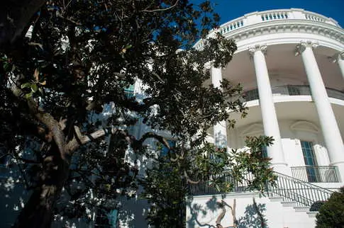 Historic White House Magnolia Tree to Be Removed Over Safety Concerns