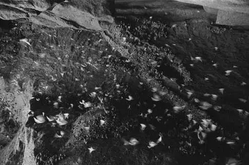 Bats Perfect Complex Navigation System to Avoid Cave Exit Collisions