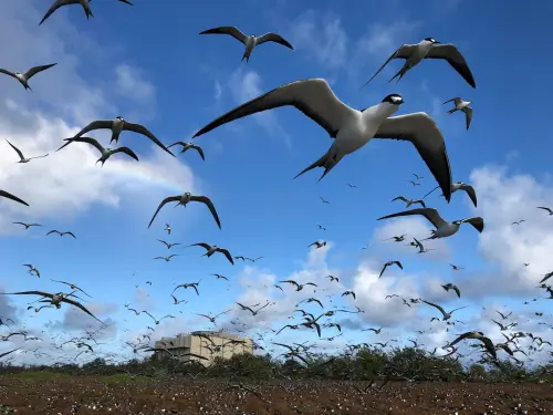 SpaceX Rocket Cargo Project Threatens Pacific Seabirds