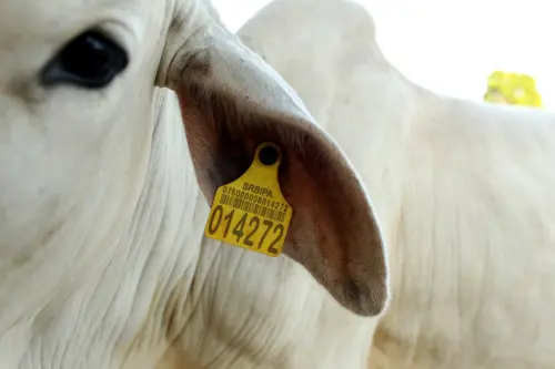 Brazil's 'King of Cattle' Embraces a Plan to Save the Amazon